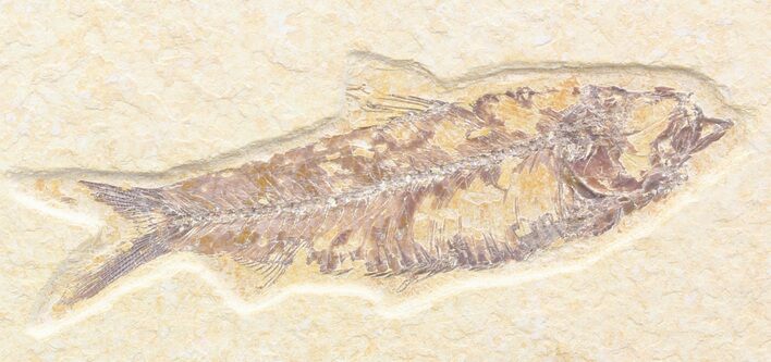Bargain Knightia Fossil Fish - Wyoming #42378